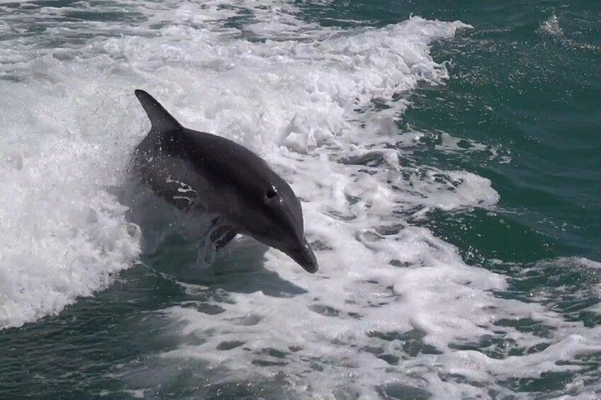 A dolphin swimming in the ocean. 4
