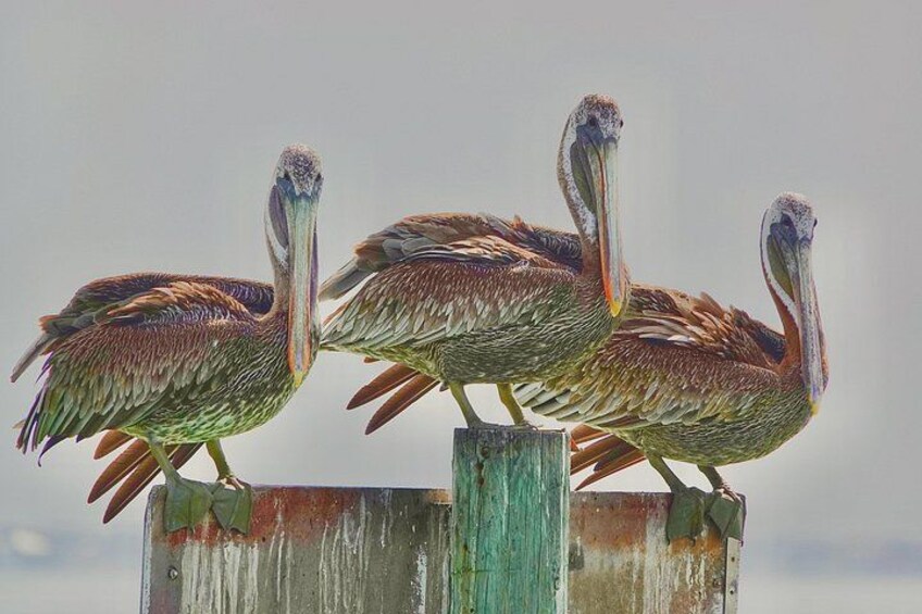 Three pelicans perched on a weathered wooden post. 3
