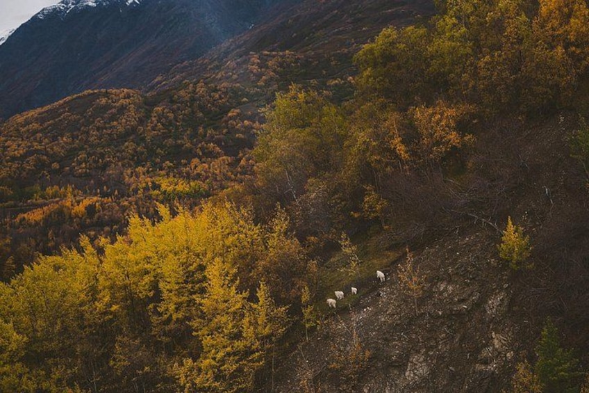 Eine Berglandschaft mit Herbstlaub und weidenden Schafen. 4