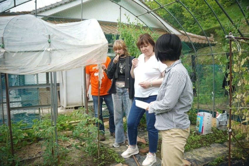 A greenhouse with a white covering, people standing around, and plants inside. 5