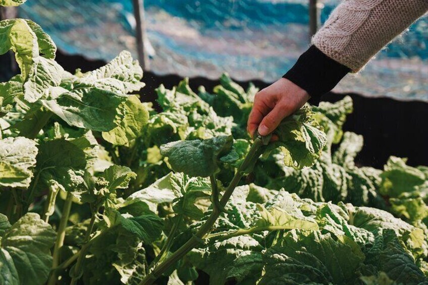 A person tending to leafy green plants in a garden. 1