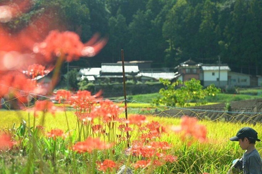 Un paysage rural avec un bâtiment traditionnel, un champ de fleurs rouges et une personne au premier plan. 3