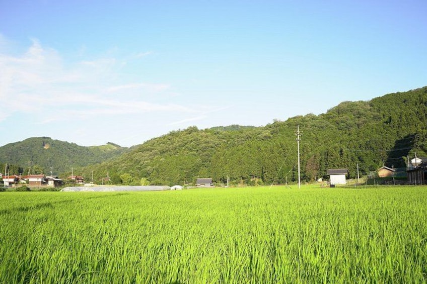 Un champ de riz verdoyant, un petit bâtiment et une colline parsemée d’arbres. 5
