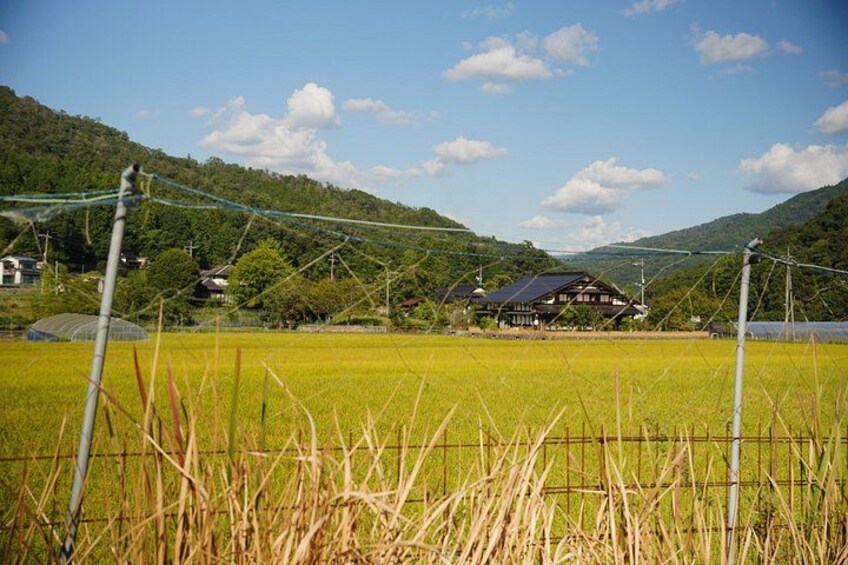 Un paysage rural avec une maison, un champ et une colline en arrière-plan. 2