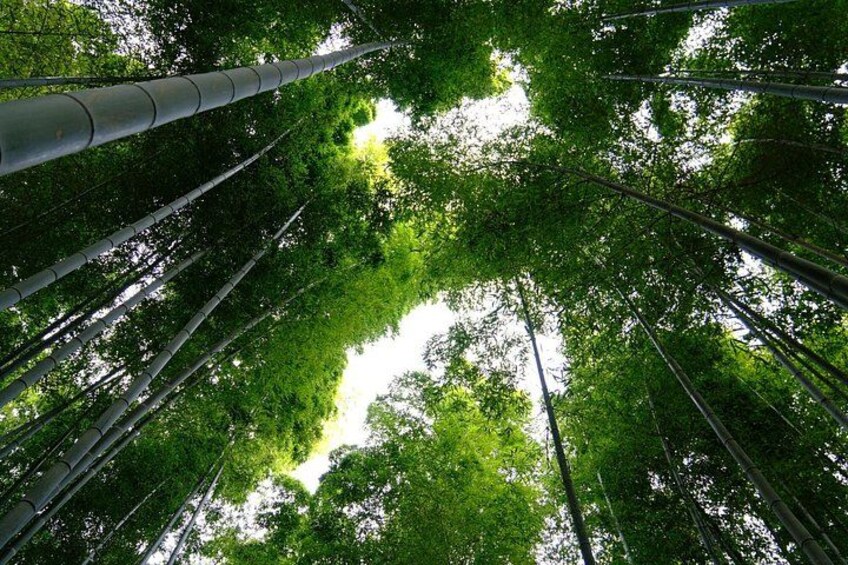 Kyoto E-Bike Adventure: Temples, Bamboo Forest & Lunch 1