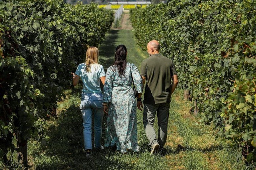 En vingård med rader av vinrankor. 4