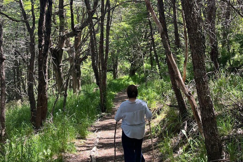 En person som promenerar på en stig i skogen, omgiven av träd. 3