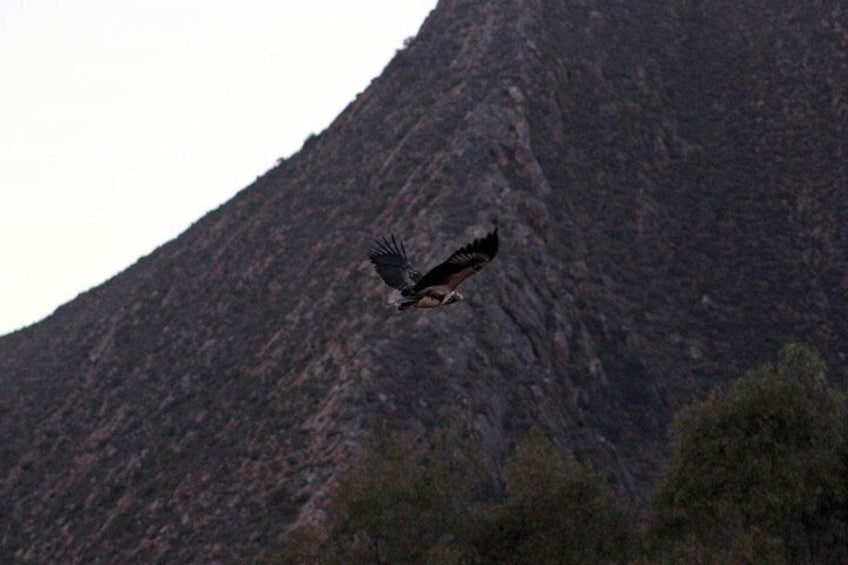 Aquila Safari Experience with Wine Full Day Tour from Cape Town 4