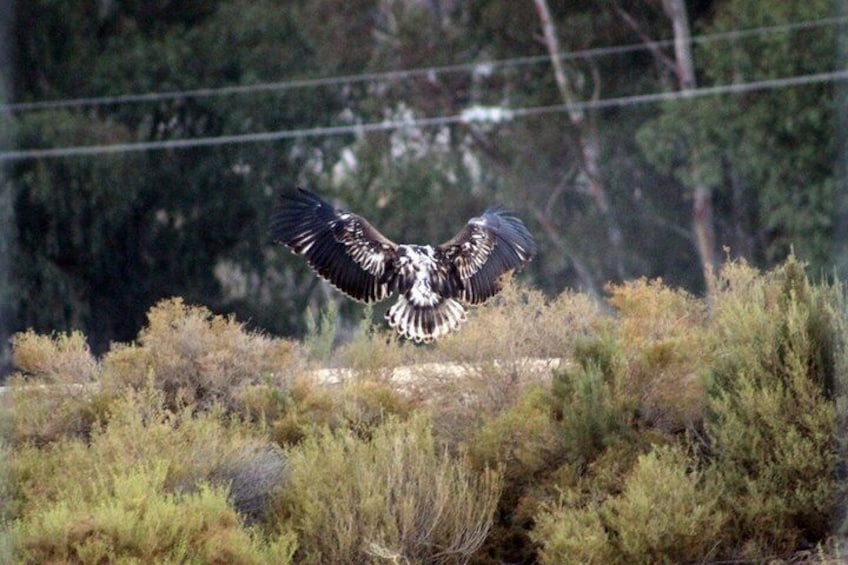 Aquila Safari Experience with Wine Full Day Tour from Cape Town 2