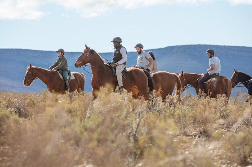 Aquila Safari Experience with Wine Full Day Tour from Cape Town 3