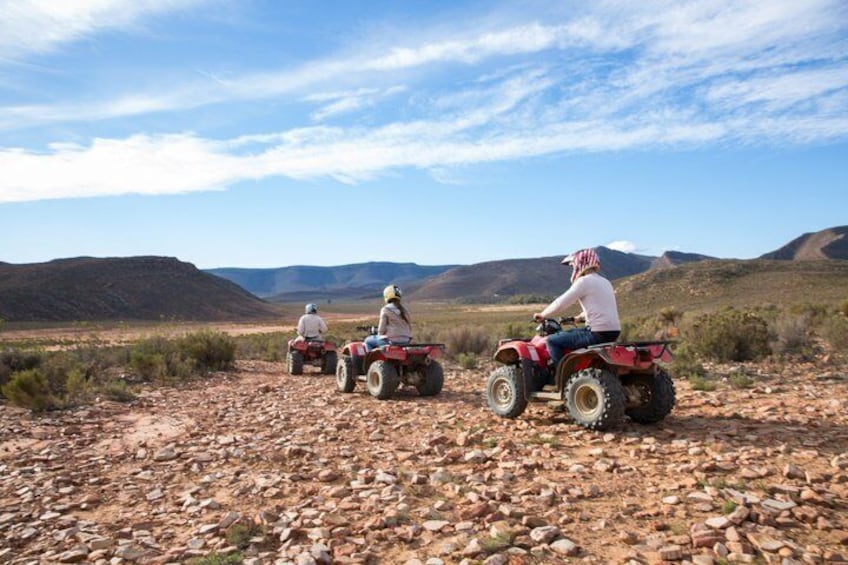Aquila Safari Experience with Wine Full Day Tour from Cape Town 5