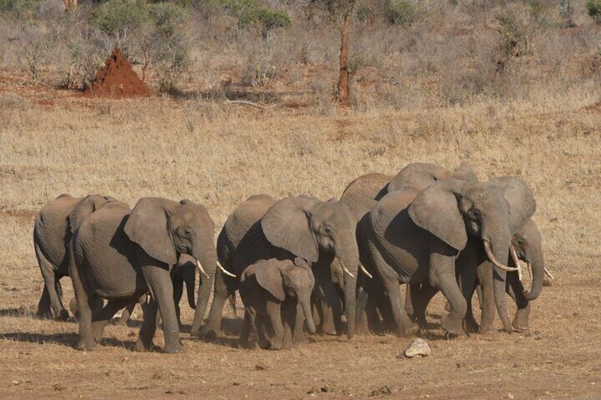 10 Day Safari plus Diani Beach 1