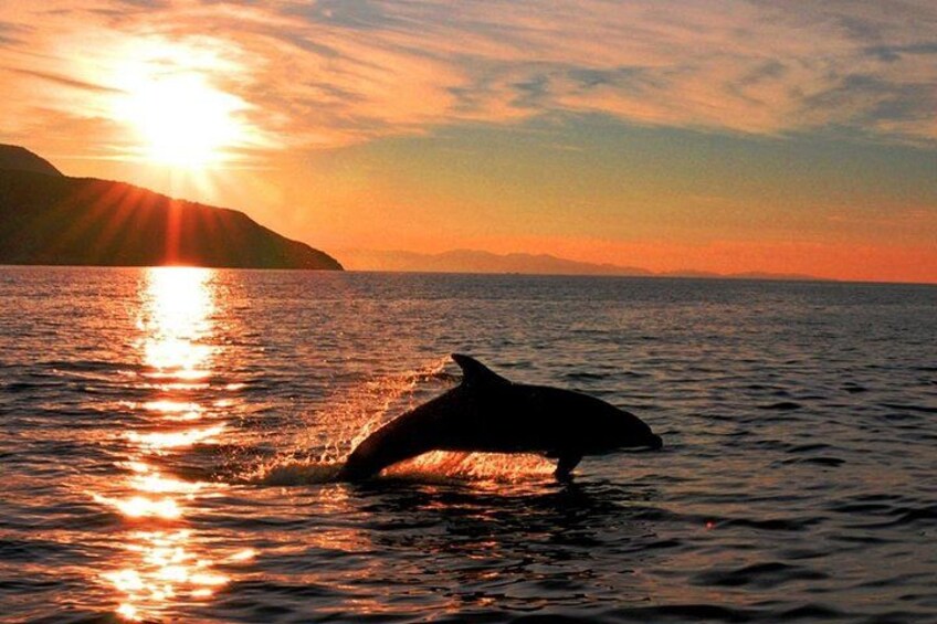 Olbia Dolphin watching and snorkeling boat tour 1