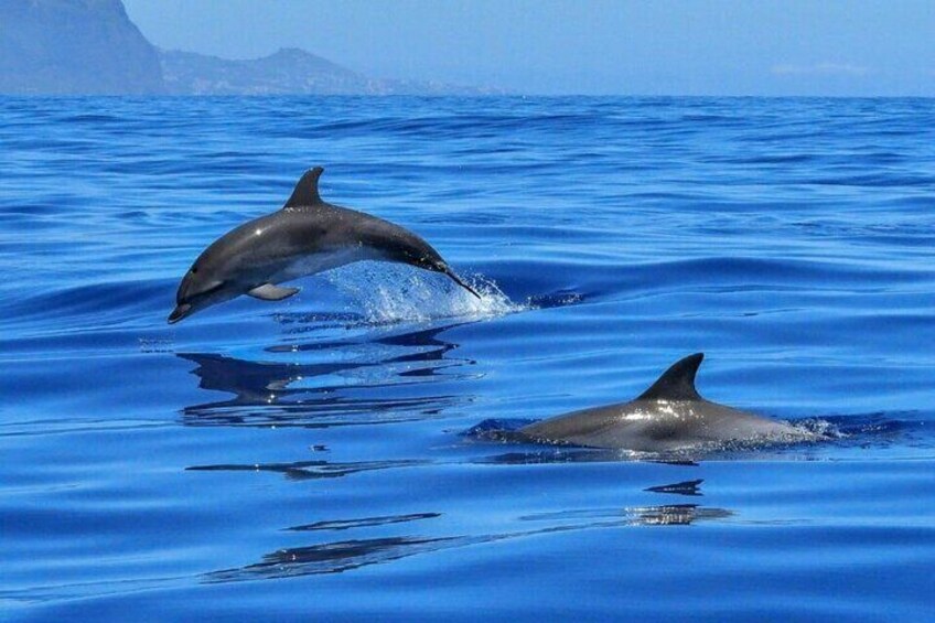 Dos delfines saltan fuera del agua en un océano azul. 3