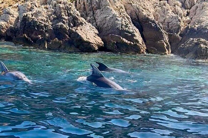 Olbia Dolphin watching and snorkeling boat tour 3