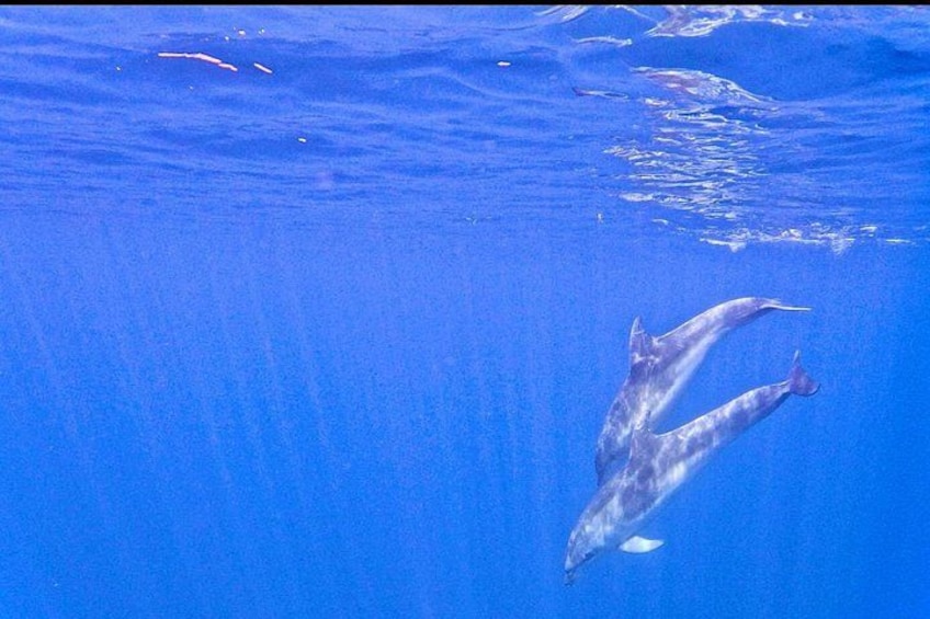 Due delfini nuotano in acque cristalline blu. 3