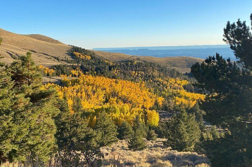 A mountainous landscape with yellow foliage, evergreen trees, and distant hills. 2
