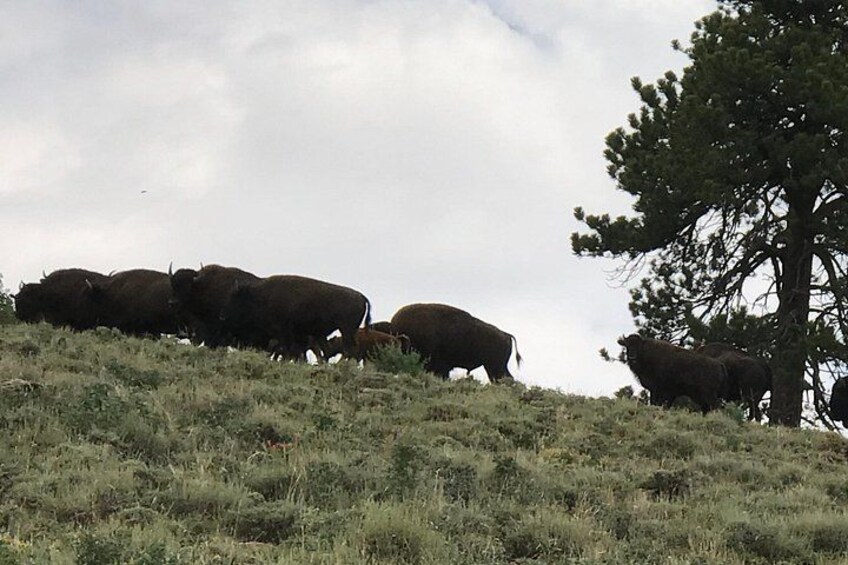 A herd of bison grazing on a grassy hillside with a pine tree in the background. 4