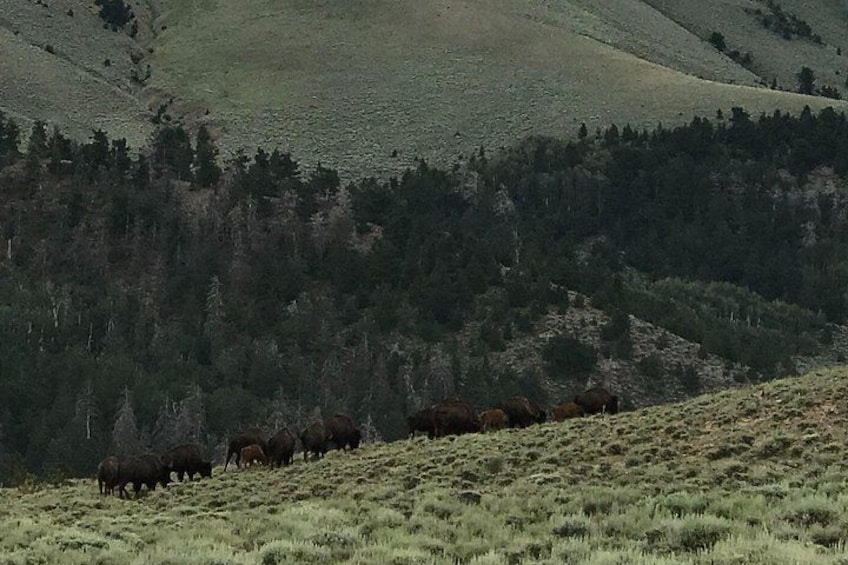 A herd of bison grazing on a grassy hillside with forested hills in the background. 1