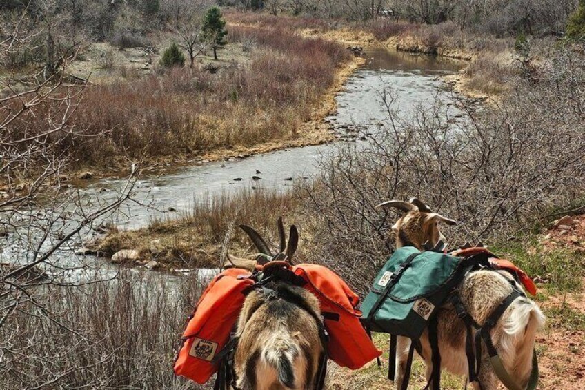Two donkeys with saddles and packs, near a river in a dry landscape. 5