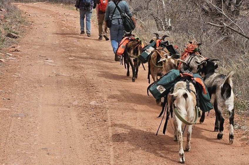 A dirt path with goats and people walking. 3