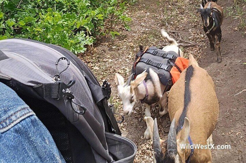 A person with a backpack, a goat, and another goat on a dirt path. 2
