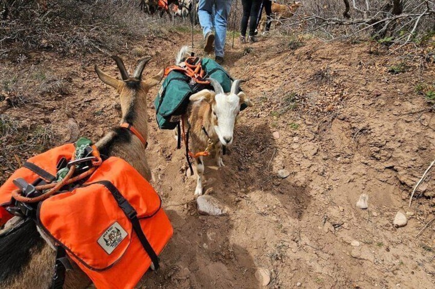 A goat and a dog on a dirt trail with backpacks. 4