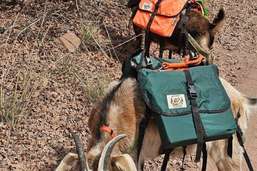A dog with two backpacks, one green and one orange, on a dirt path. 2
