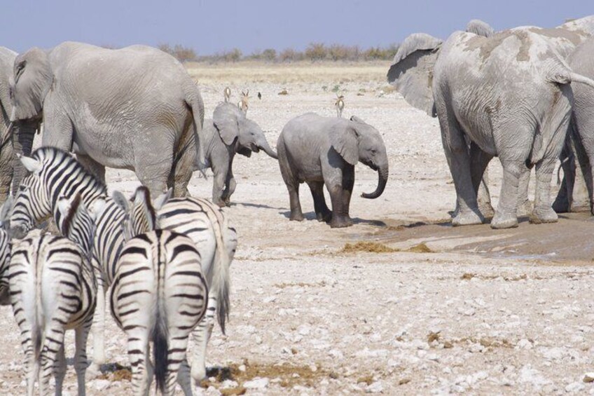 A group of zebras and elephants in a dry, rocky landscape. 2