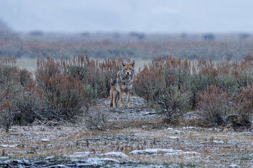 A coyote in a snowy field with sparse vegetation. 5