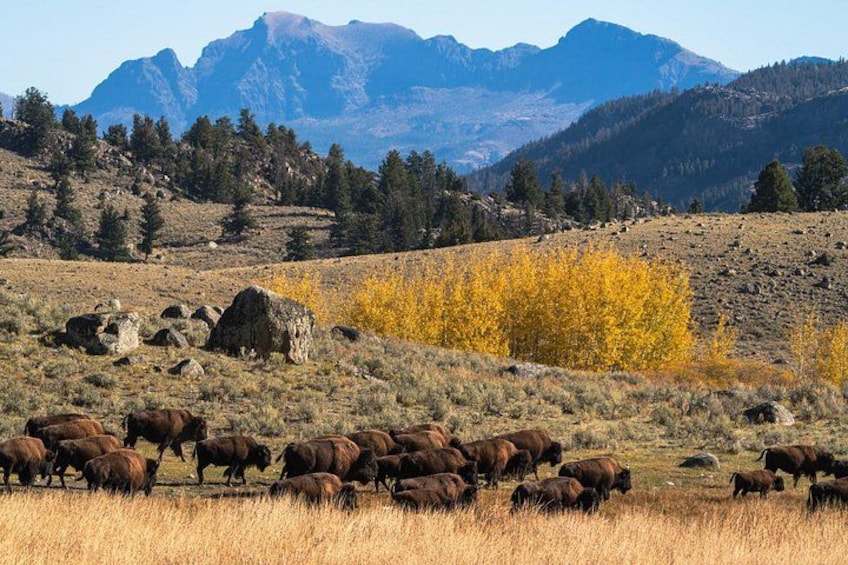 A herd of bison grazing in a field with mountains in the background. 2