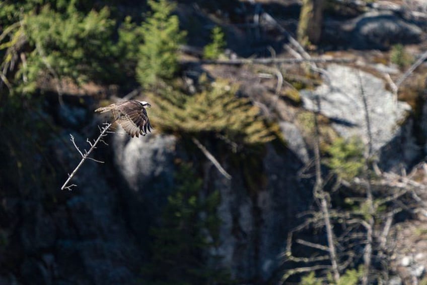 A bird in flight over a rocky terrain with sparse vegetation. 5