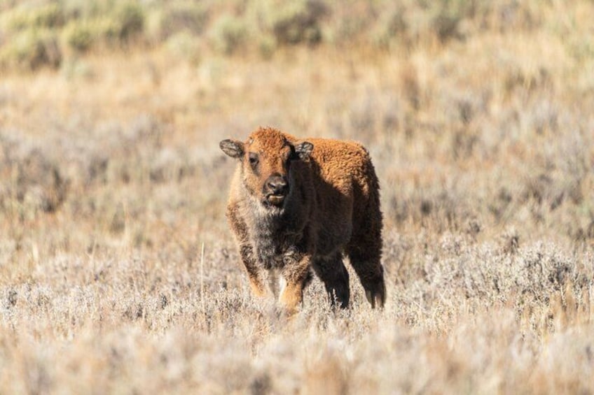A young animal in a dry grassland with sparse vegetation. 1
