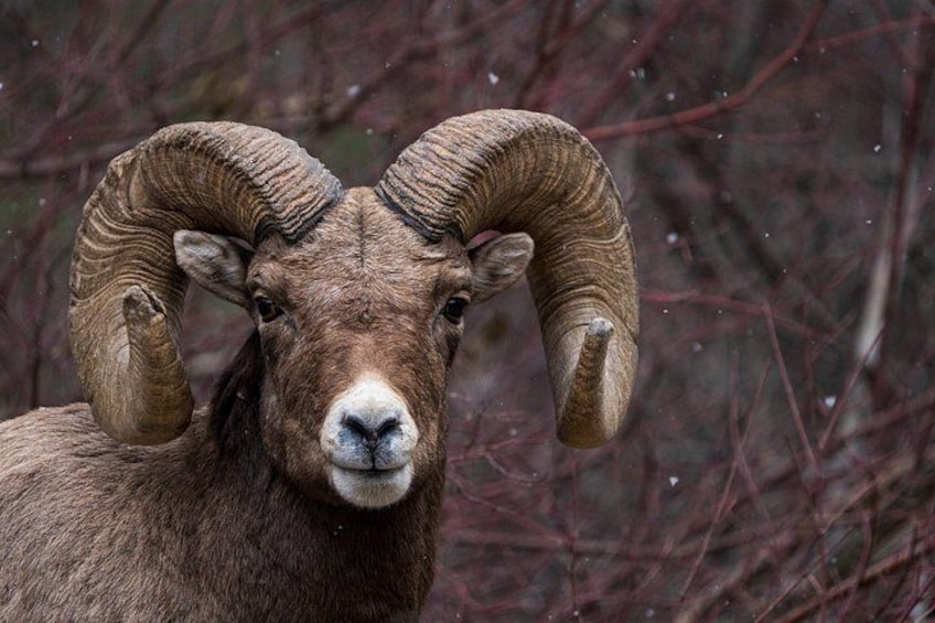 A bighorn sheep with large curved horns, standing in a snowy landscape. 4