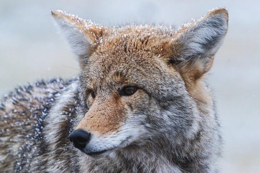 A close-up of a coyote with snow on its fur, indicating a snowy environment. 3