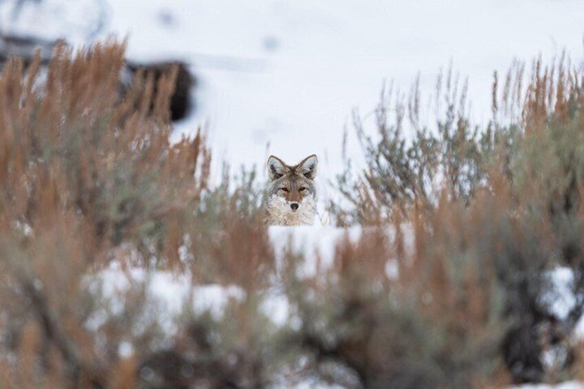 A coyote in a snowy landscape with sparse vegetation. 3