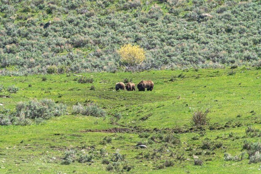 A group of bison grazing on a grassy hillside with sparse vegetation. 2