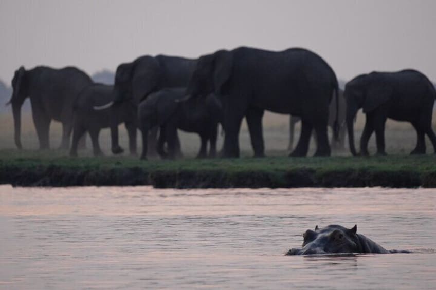 Full Day Chobe Safari Game Drive and Boat Cruise 3