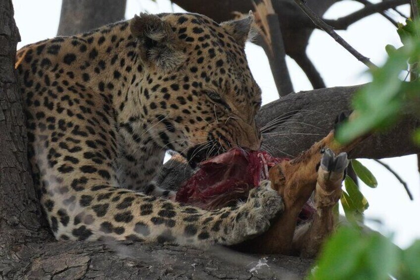 Full Day Chobe Safari Game Drive and Boat Cruise 4