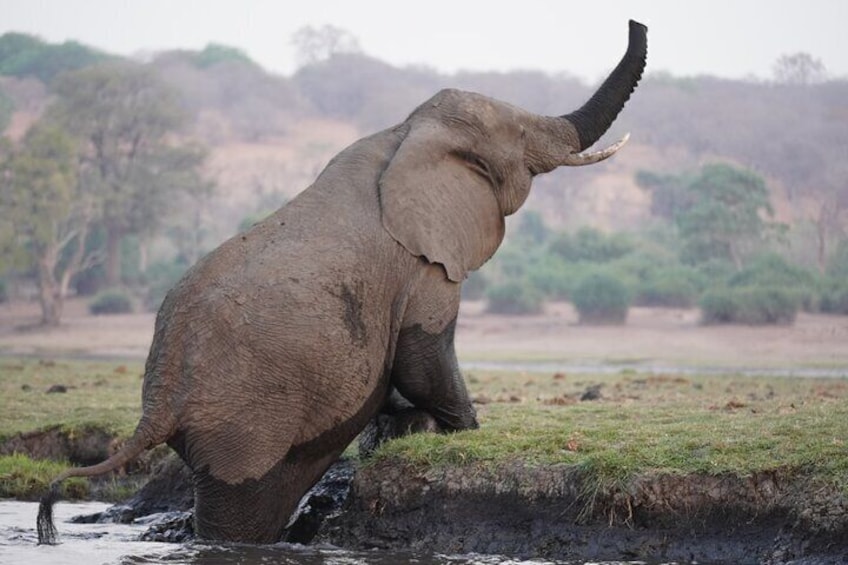 Full Day Chobe Safari Game Drive and Boat Cruise 2
