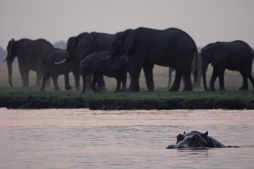 Full Day Chobe Safari Game Drive and Boat Cruise 3