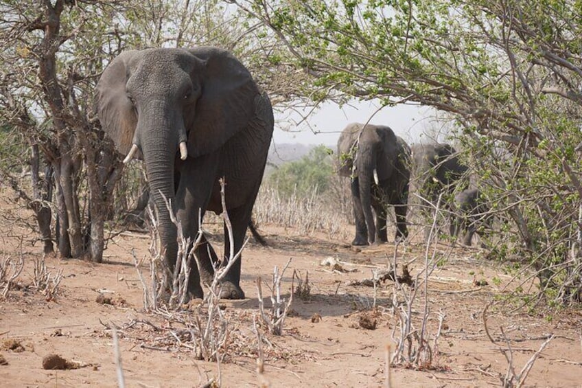 Full Day Chobe Safari Game Drive and Boat Cruise 1