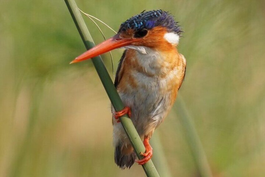 Full Day Chobe Safari Game Drive and Boat Cruise 5