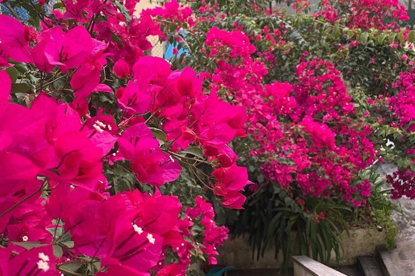Vibrant pink bougainvillea flowers in a garden setting. 4