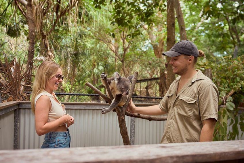 A person holding a koala on a tree branch. 1