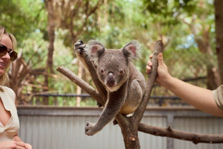 A koala on a tree branch, a person holding the branch, and a person sitting on the ground. 2