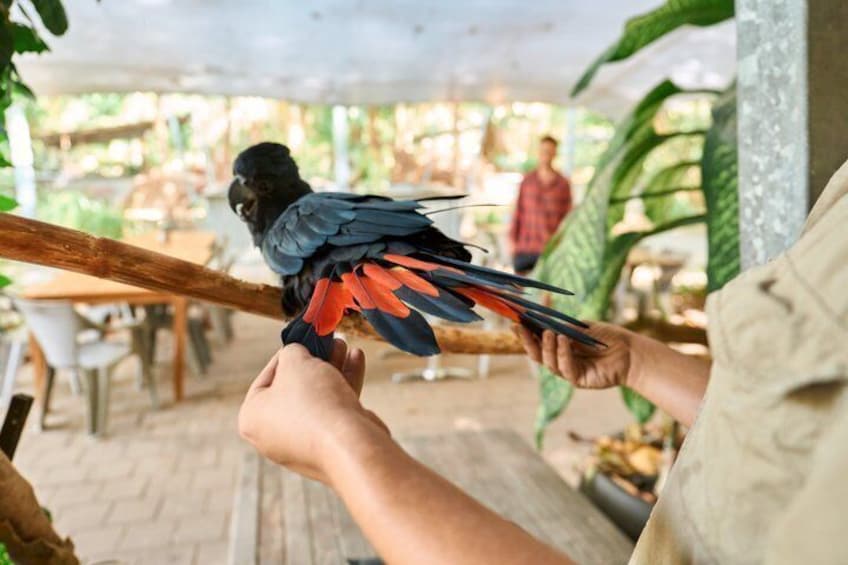 Koala and Wildlife Park Discover Magnetic Islands Native Animals 3