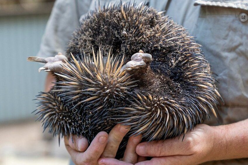 Koala and Wildlife Park Discover Magnetic Islands Native Animals 2
