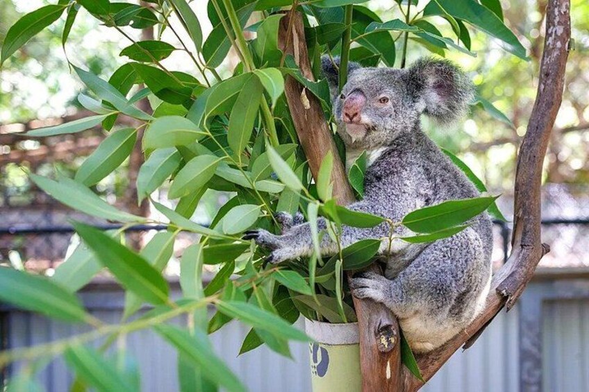 Koala and Wildlife Park Discover Magnetic Islands Native Animals 4