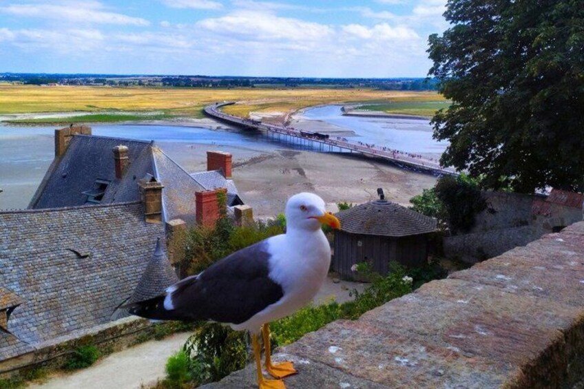 A seagull on a stone ledge overlooking a coastal area with a bridge, buildings, and a sandy beach. 5